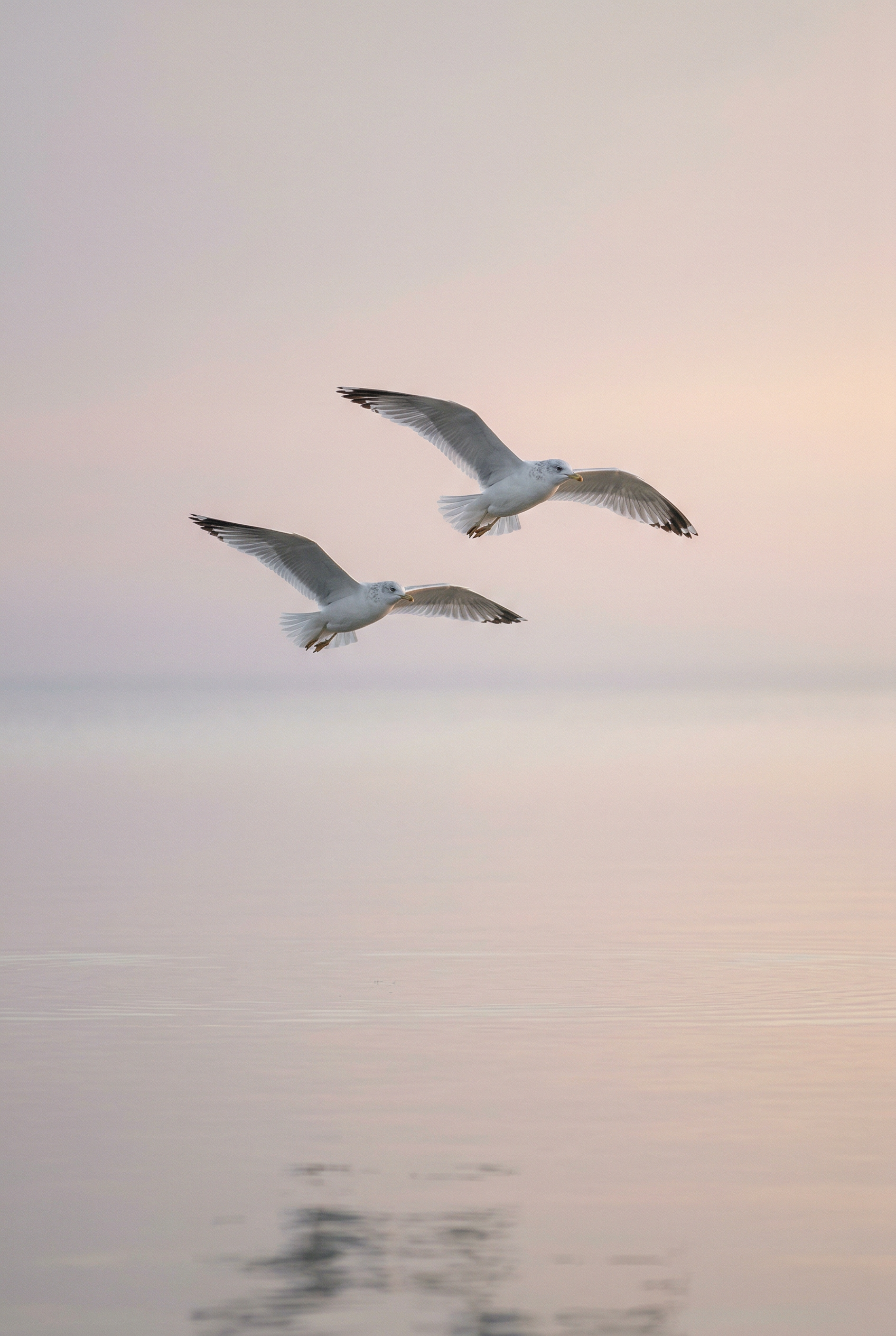 Möven fliegen über das Meer am Morgen. Das Meer und der Himmel sind in sanften Rosa Blau Grautönen