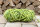 Filzschnur Limette