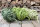 Filzschnur Limette